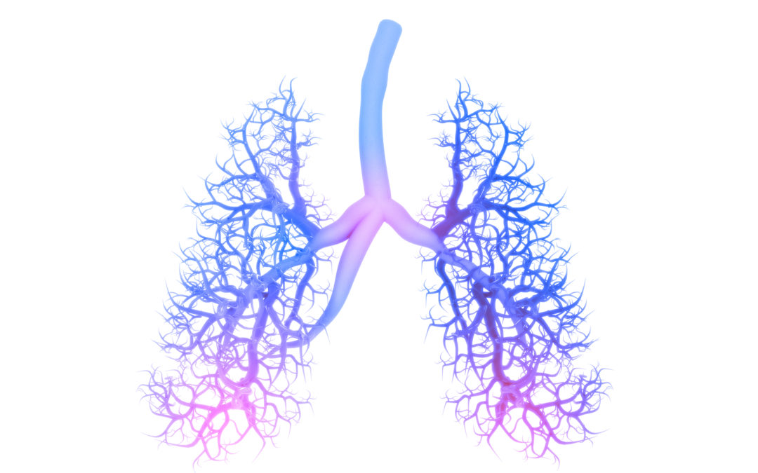 Physiology of lung aging