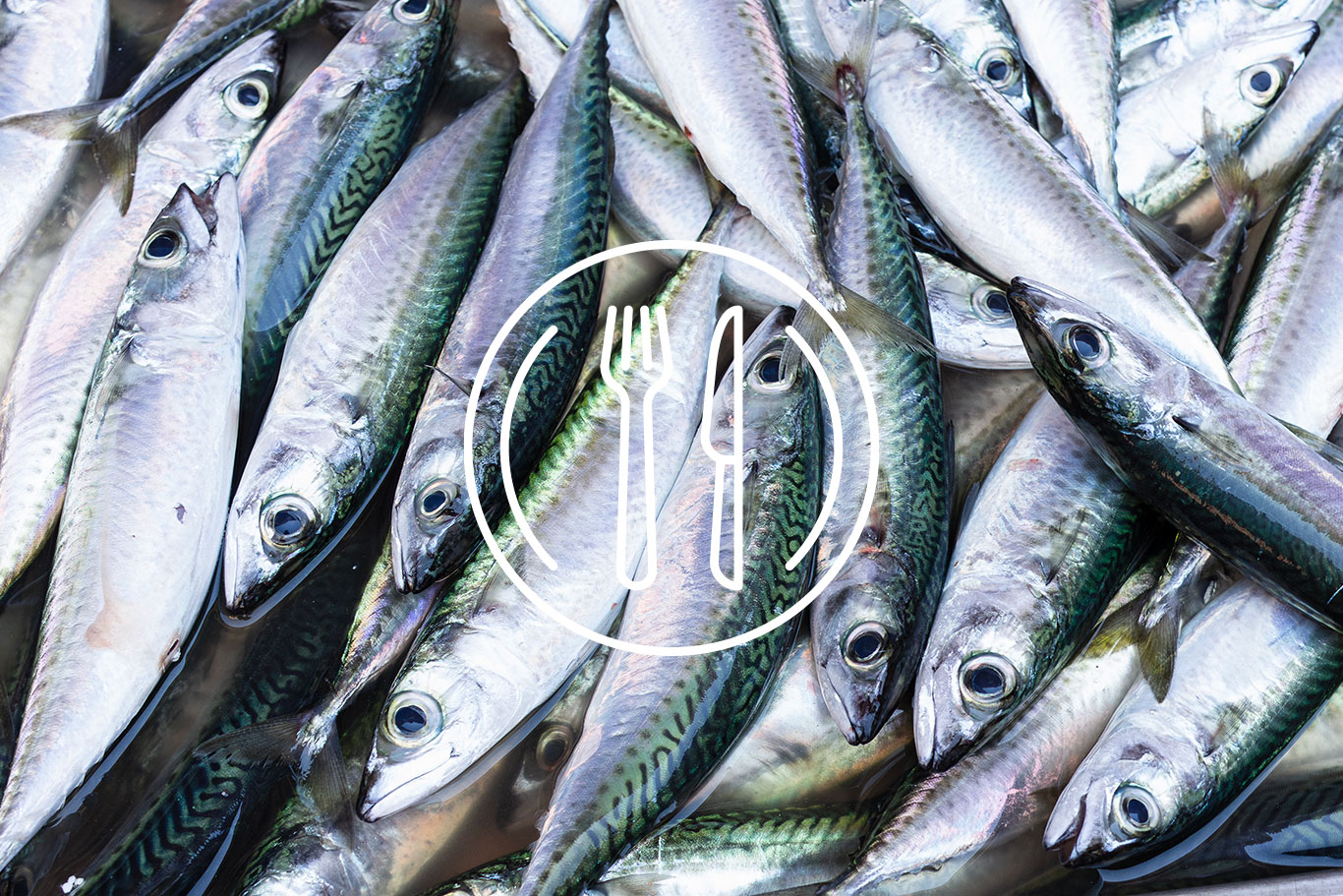 sardina - Aging Project UniUPO