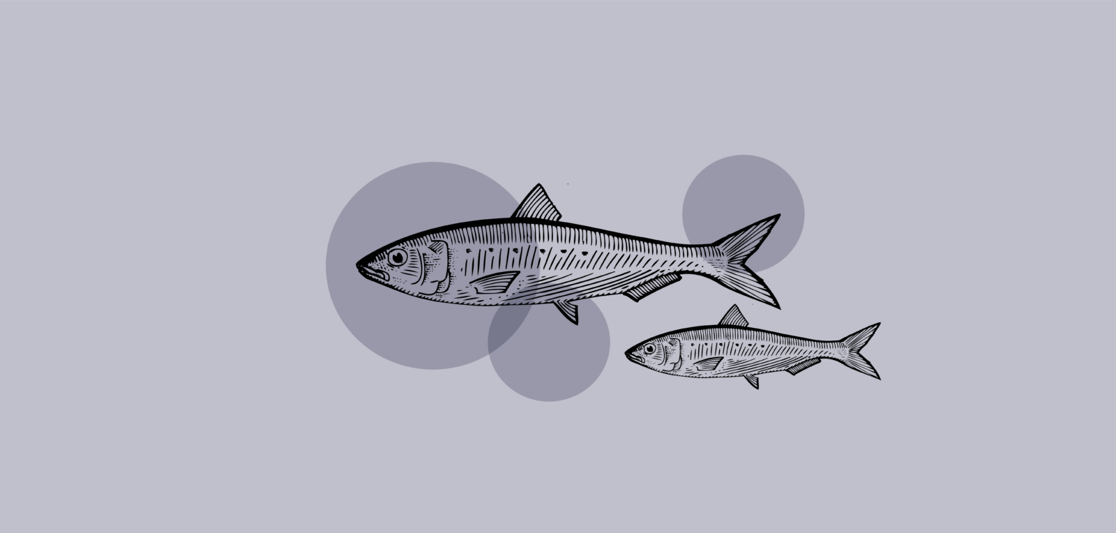 sardina, benessere per le ossa - Aging project UniUPO