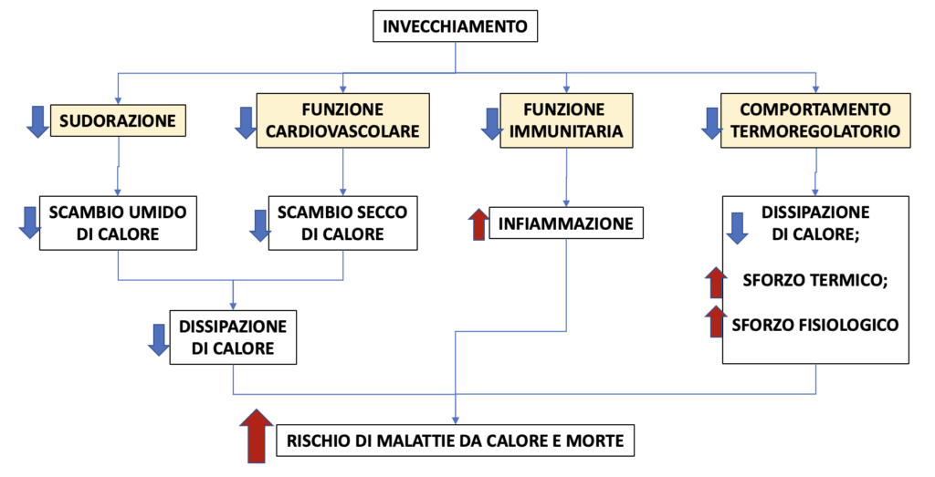 schema invecchiamento