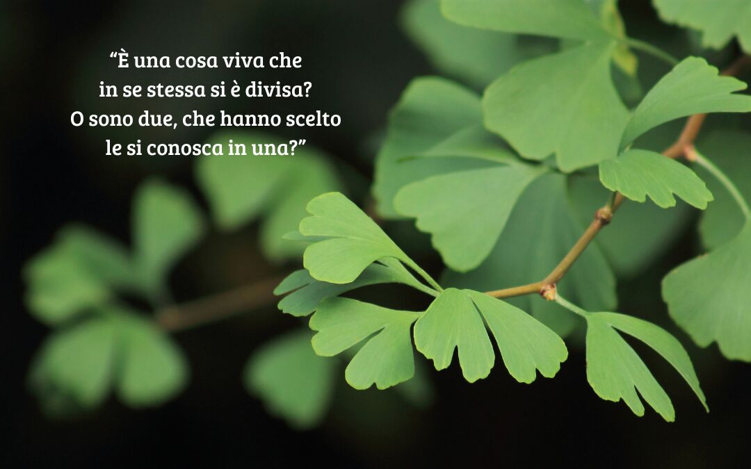 GINGKO BILOBA: un ventaglio di resilienza, un aiuto per i malati di demenza