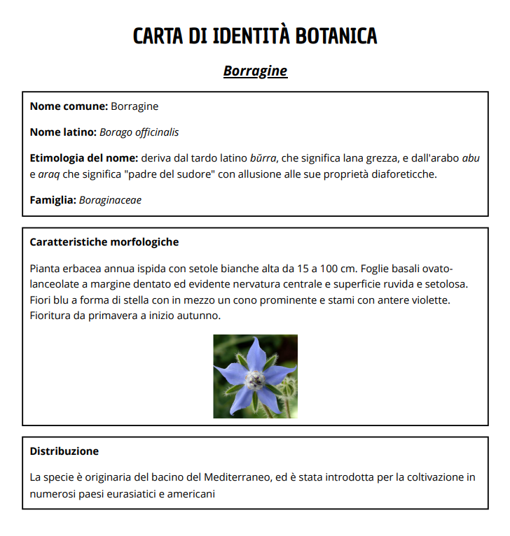 carta di identità botanica - borragine