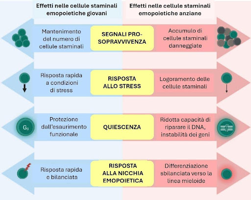 effetti cellule staminali