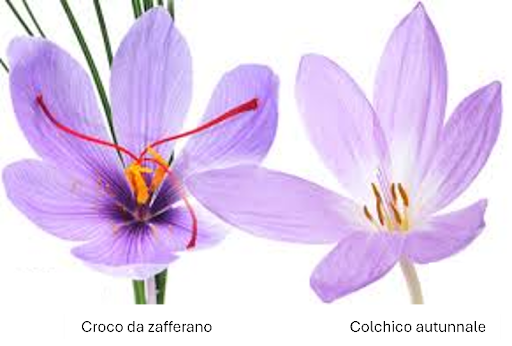 vero vs falso zafferano