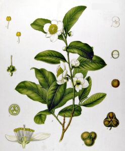 camellia sinensis, pianta del tè