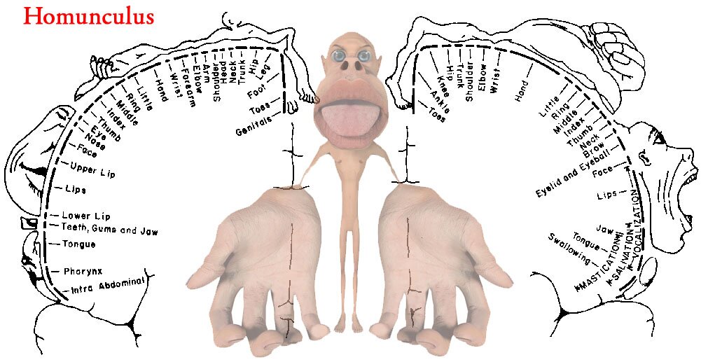 homunculus asse cervello-pelle
