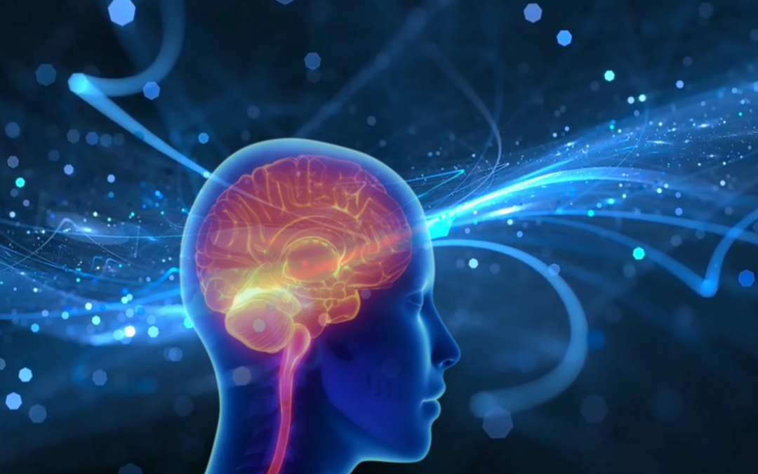 Creatina e cervello: un aiuto anche per la mente che invecchia?